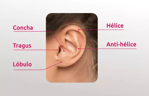 Imagem mostrando a anatomia das orelhas, nomeando cada parte das orelhas.